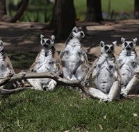 Savannah Visitor Plaza Taronga Western Plains Zoo Dubbo - Tourism Caloundra