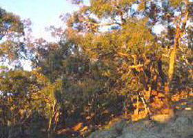 Mount Alexander Regional Park - Tourism Caloundra 0