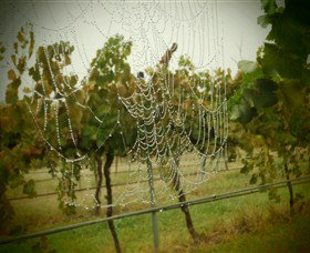 Red Earth Estate Vineyard - Tourism Caloundra 8