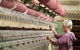 Creswick Woollen Mills - thumb 0