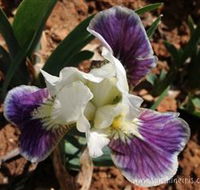 Sunshine Iris Nursery - Tourism Caloundra