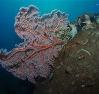 Luncheon Bay Dive Site - Tourism Caloundra
