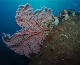 Luncheon Bay Dive Site - Tourism Caloundra 0
