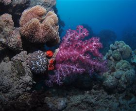 Luncheon Bay Dive Site - Tourism Caloundra 3