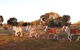 Pastoral Shadows Of Brookong - thumb 2