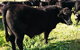 Ochre Arch Farm - thumb 2