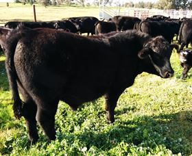 Ochre Arch Farm - Tourism Caloundra 2