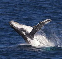 Whale Watching on Keswick Island - Tourism Caloundra