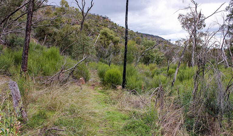 Piney Range NSW Tourism Caloundra