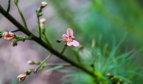 Lynchs Loop Trail - Tourism Caloundra 2