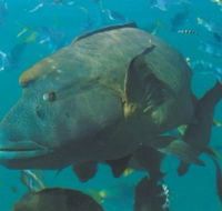 Fairey Reef - Tourism Caloundra