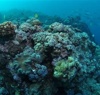 Manta Ray Drop Off Dive Site - Tourism Caloundra