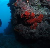 Stepping Stones Dive Site - Tourism Caloundra