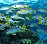Challenger Bay Dive Site - Tourism Caloundra