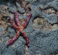 Clam Gardens Dive Site - Tourism Caloundra