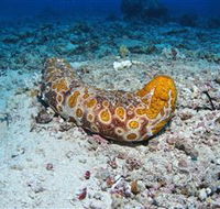 Two Towers Dive Site - Tourism Caloundra