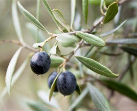 Wollundry Grove Olives - Tourism Caloundra 2