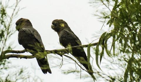 Conimbla National Park - Tourism Caloundra 0