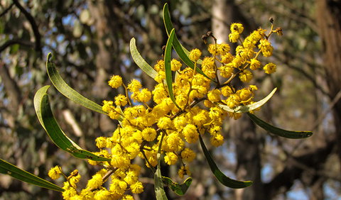 Conimbla National Park - Tourism Caloundra 2