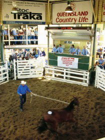 Gracemere Exhibition Complex - Tourism Caloundra 0