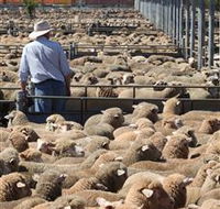 Livestock Marketing Centre - Tourism Caloundra