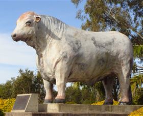 Rockhampton Bull Statues - Tourism Caloundra 1