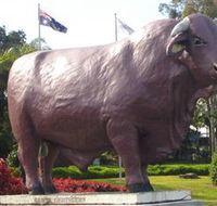 Rockhampton Bull Statues - Tourism Caloundra