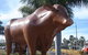 Rockhampton Bull Statues - thumb 3