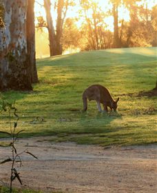 Benalla Golf Club - Tourism Caloundra 4