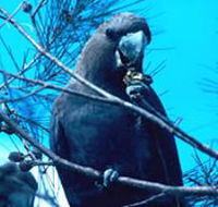 Mount Archer National Park - Tourism Caloundra