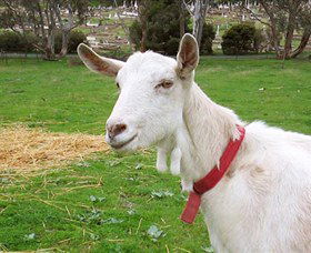 Dunkell Goats - Tourism Caloundra 0