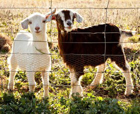 Dunkell Goats - Tourism Caloundra 3