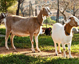 Dunkell Goats - Tourism Caloundra 1