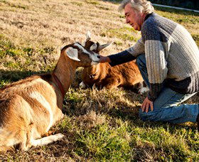 Dunkell Goats - Tourism Caloundra 4