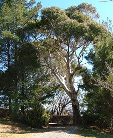 Habitat Vineyard - Tourism Caloundra 1