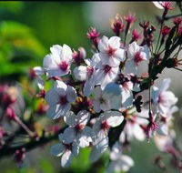 Sakura Avenue - Tourism Caloundra