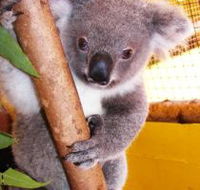 Cooberrie Park Wildlife Sanctuary - Tourism Caloundra