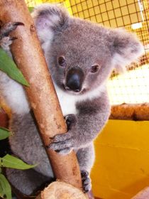Cooberrie Park Wildlife Sanctuary - Tourism Caloundra 0