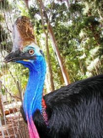 Cooberrie Park Wildlife Sanctuary - Tourism Caloundra 1