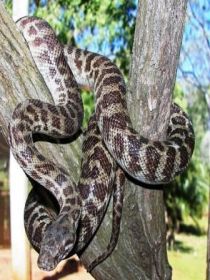 Cooberrie Park Wildlife Sanctuary - Tourism Caloundra 3