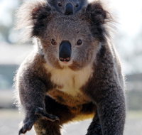 Koalas in Gunnedah - Tourism Caloundra