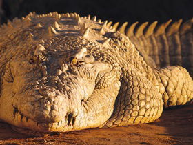 Koorana Crocodile Farm - Tourism Caloundra 0
