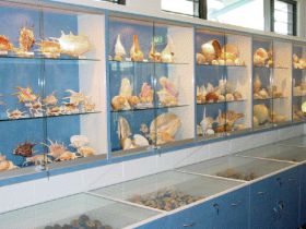 Shell World Yeppoon - Tourism Caloundra 1