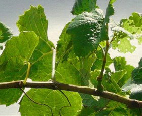 Angullong Wines - Tourism Caloundra 1