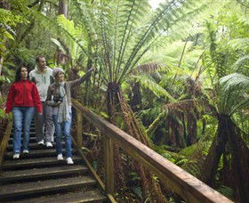Beech Forest ACT Tourism Caloundra
