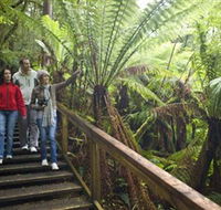 Otway Fly Treetop Adventures - Tourism Caloundra