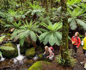 Baw Baw National Park - Tourism Caloundra 0