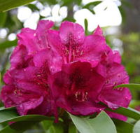 Campbell Rhododendron Gardens - Tourism Caloundra
