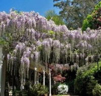 Nooroo Gardens - Tourism Caloundra