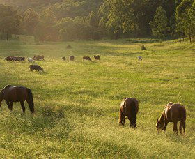 Chapman Valley Horse Riding - Tourism Caloundra 4